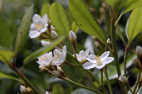 植栽 種類|庭木の種類・分類とは？目隠し用など目的別おすすめ。